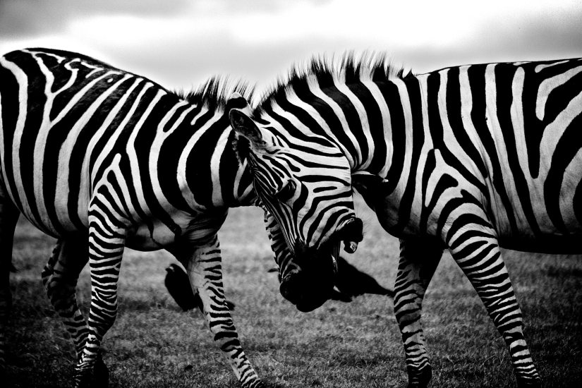 africa-animals-black-and-white-3158