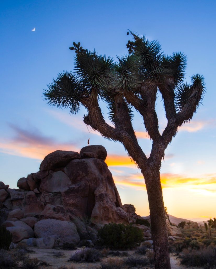 green-leaf-tree-2454682